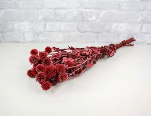 Preserved Echinops - Red