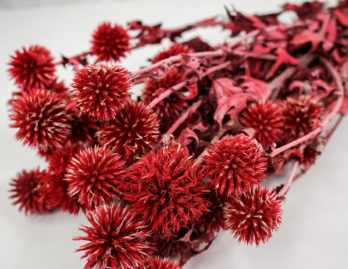 Preserved Echinops - Red